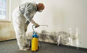 Why You Should Choose Our Mold Remediation Services in Winters, CA